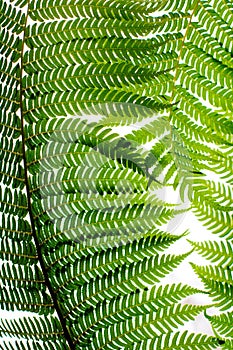 Fern Plant