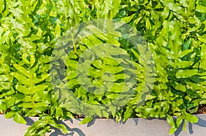 Fern plant