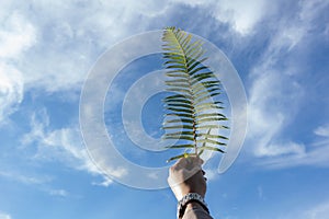 Fern plant with background is blue sky