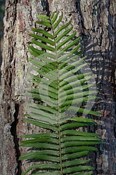 Fern plant with background is wood