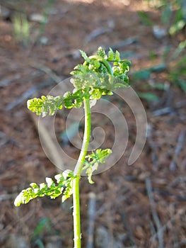 Fern plant begins to grow showing fronds