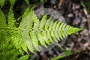 Fern plant Dryopteris filix-mas in the forest