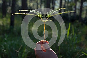 Fern plant with forest background