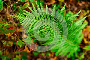 Fern plant in the forest