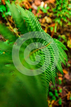 Fern plant in the forest