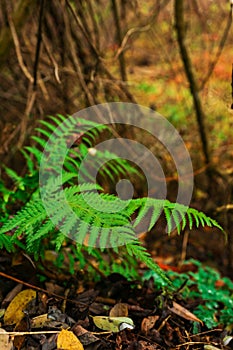 Fern plant in the forest