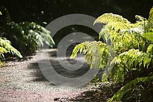 A fern plant growing on the side of gravel path, backlit with sun light