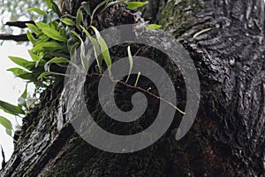 A fern plant growing on top of the trunk surface of an Acacia Auriculiformis Tree