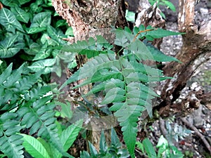 Fern is a plant that grows and develops using spores