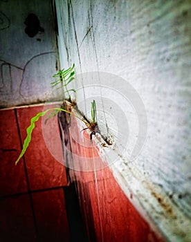 fern plant grows on the humid wall