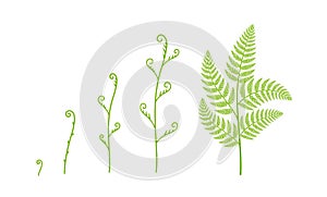 Fern plant growth stages. Polypodiopsida or Polypodiophyta. Growing period steps. Harvest animation progression phase photo