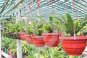 Fern Plant on hanging pot in farm