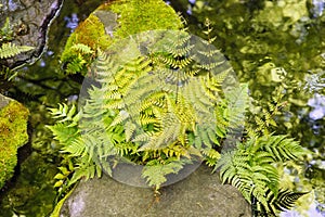 fern plant between moss overgrown rocks at a small creek