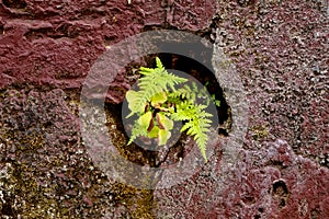 Fern plant or Polypodiopsida in the air hole of a wall