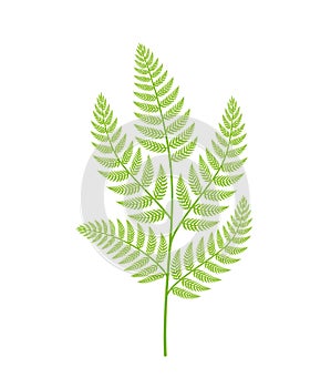 Fern plant. Polypodiopsida or Polypodiophyta. One plant branch on a white background.