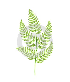 Fern plant. Polypodiopsida or Polypodiophyta. One plant branch on a white background. photo
