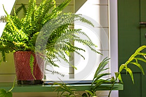 Fern plant in red ceramic pot in modern interior. Green plants at home garden.