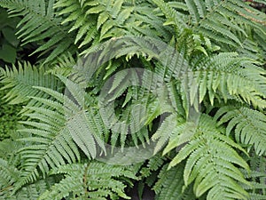 fern plant scient. class. Leptosporangiate