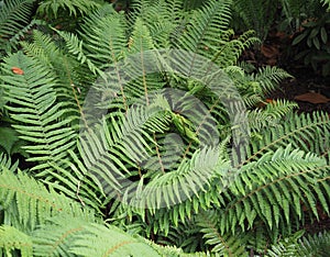 fern plant scient. class. Leptosporangiate