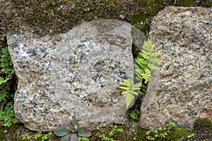 Fern plant with stone background