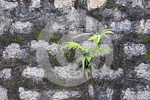 Fern plant with stone background part 2