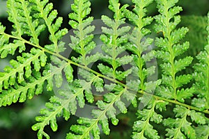 fern plant texture