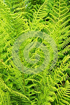 fern plant texture