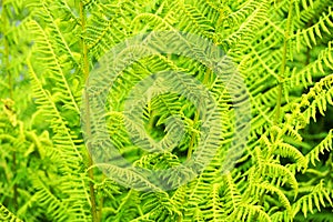 fern plant texture