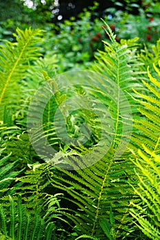 fern plant texture