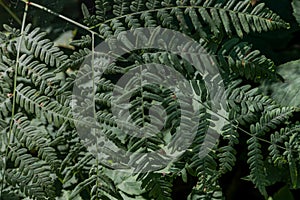 fern plant texture for backgrounds and wallpapers