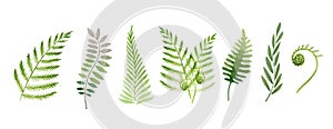 Fern plant watercolor set. Green stem floral collection. Fern leaf hand drawn element. Forest and garden evergreen