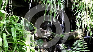 Fern plant, waterfall and small trunk in garden.