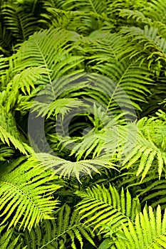 Fern Plants