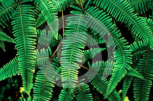 Fern plants, black background. Nature green