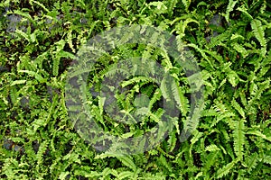 Fern plants cover the ground