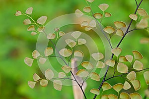 Fern plants cover the ground of natural forest