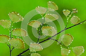 Fern plants cover the ground of the natural forest