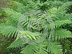 Fern plants cover the ground of the natural forest. Delicate carved green leaves