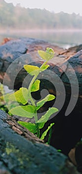 Fern plants on the edge of the Kapuas River