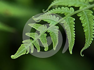 Fern plants generally grow around moist forest floors. It is a pioneer plant that has existed since ancient times  photographed