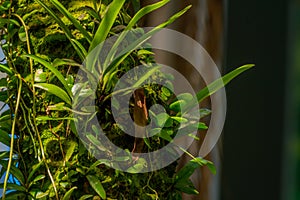 Fern plants growing wild on tree trunks