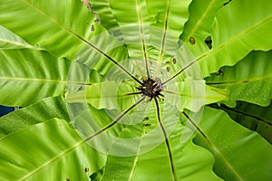 Fern Polypodiales plants at botanic garden photo