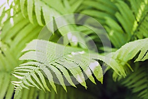 Fern Polypodiophyta with green leaves texture background, plants in a garden