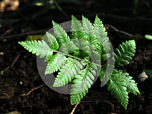 Fern (Polypodiophyta) on the streets of Indonesia