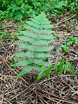 fern Polypodiophyta is a tropical plant