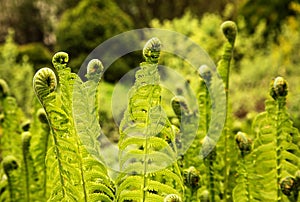 Fern (Polypodiopsida Cronquist)