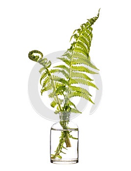 A fern polypodiopsida or polypodiophyta in a glass vessel on a white background