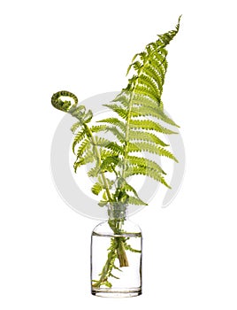A fern polypodiopsida or polypodiophyta in a glass vessel on a white background photo
