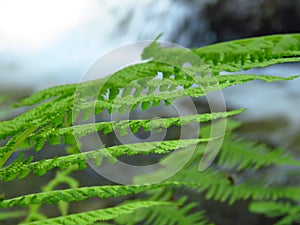 Fern Polypodiopsida or Polypodiophyta. Vivid green leaves on blurred background.