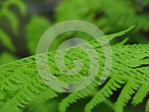 Fern Polypodiopsida or Polypodiophyta. Vivid green leaves on blurred background.